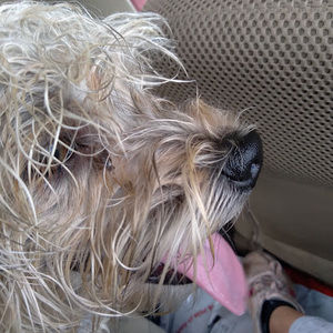 Meet your Posher, Cheyenne dodd